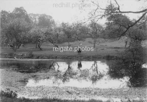 Image number 3045&prevurl=mersthampond