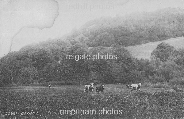 Image number 491&prevurl=year1903